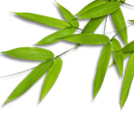 bamboo leaves