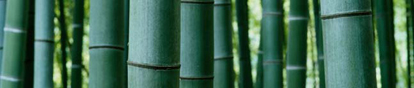 green_bamboo.jpg