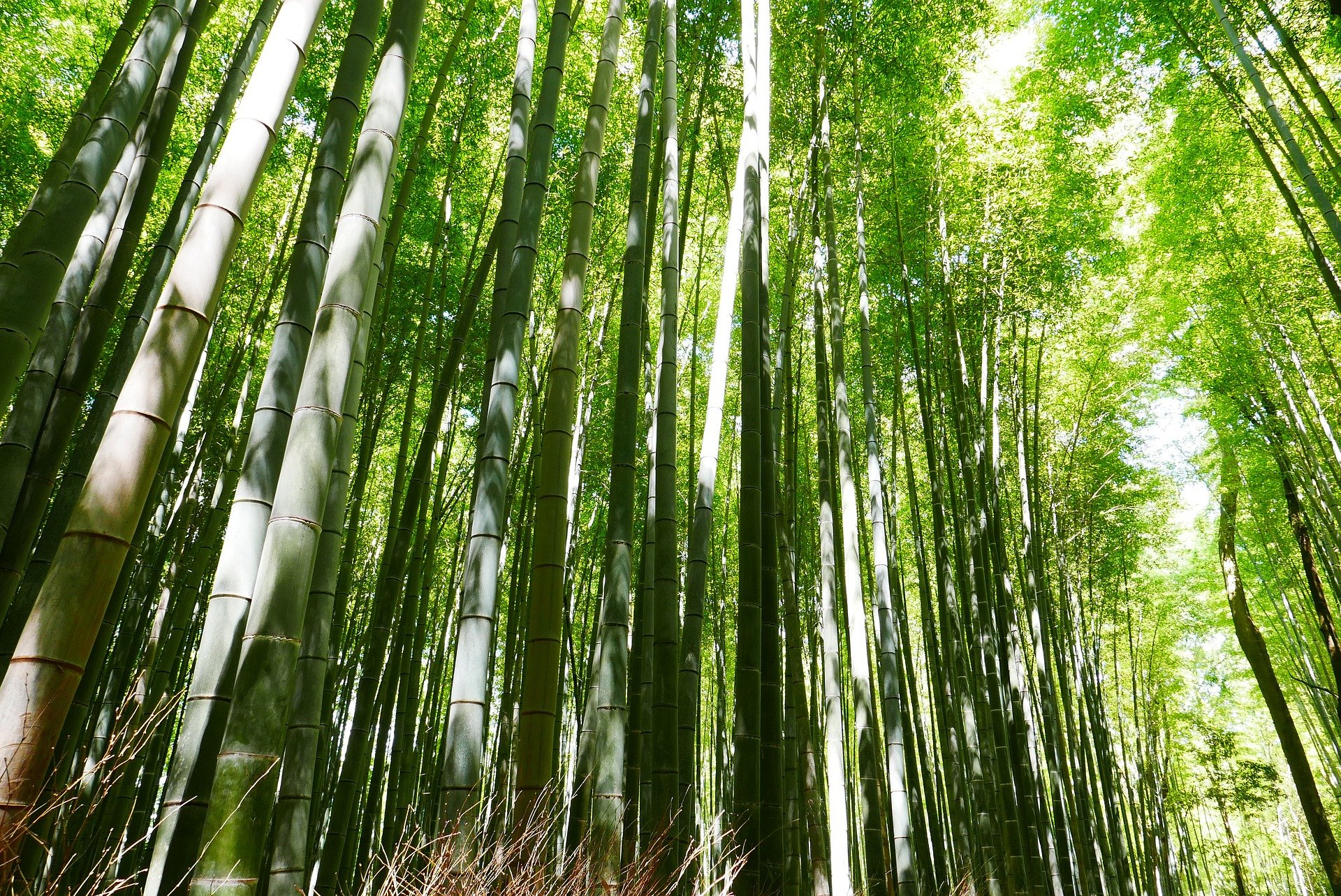 Bamboo is a sustainable building material
