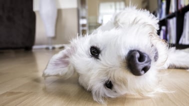 white dog close up pixabay